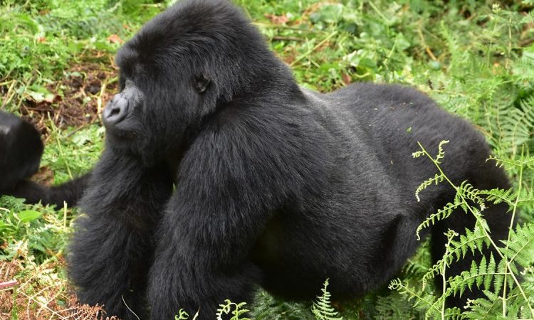 Nkuringo Gorilla Group