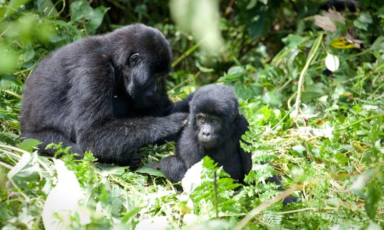Rwanda Group Safaris
