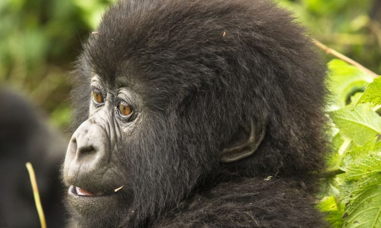 Nyakagezi Gorilla Group