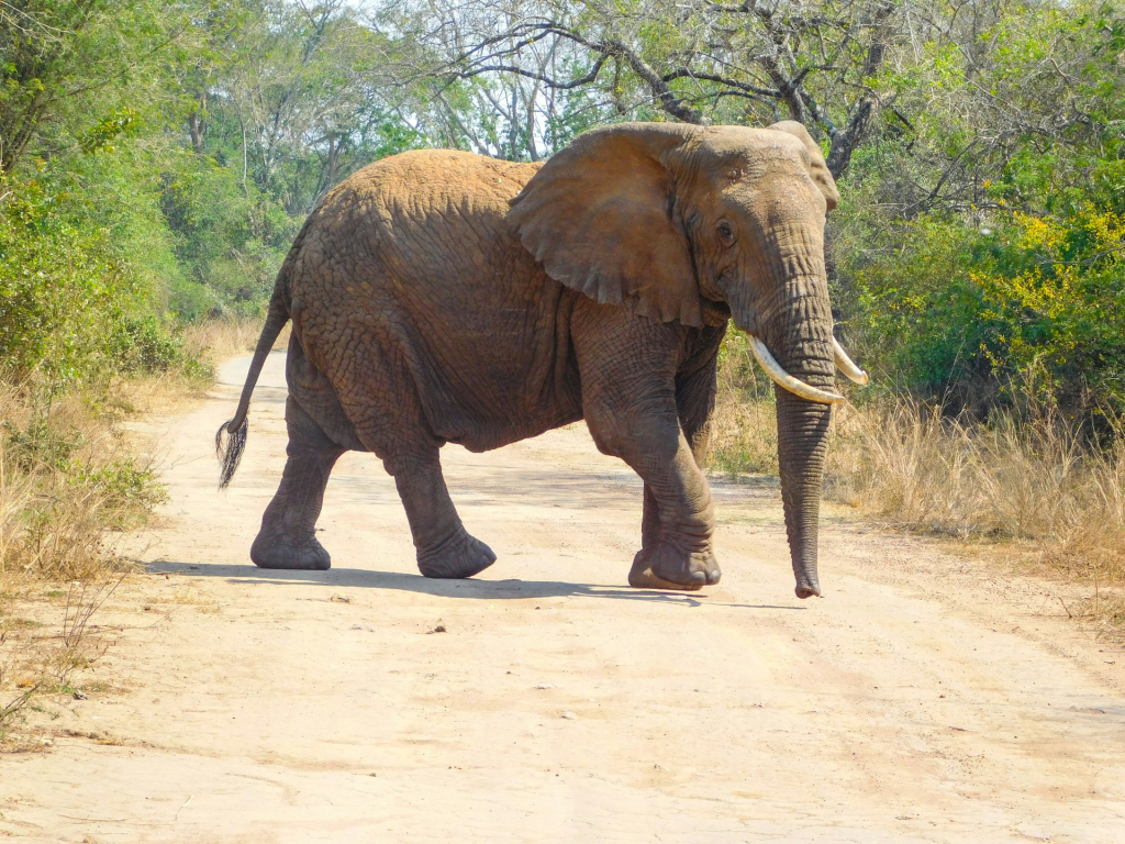 What you should do when choosing a tour operator in Rwanda