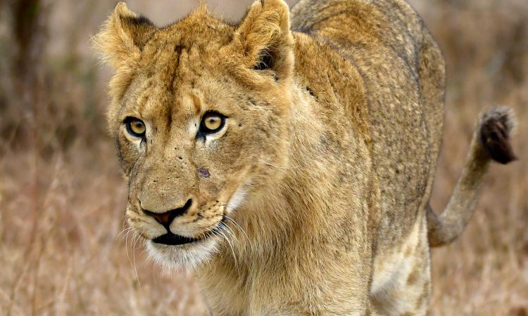 Are Lions Afraid of Light & Fire - Understanding Lion Behavior