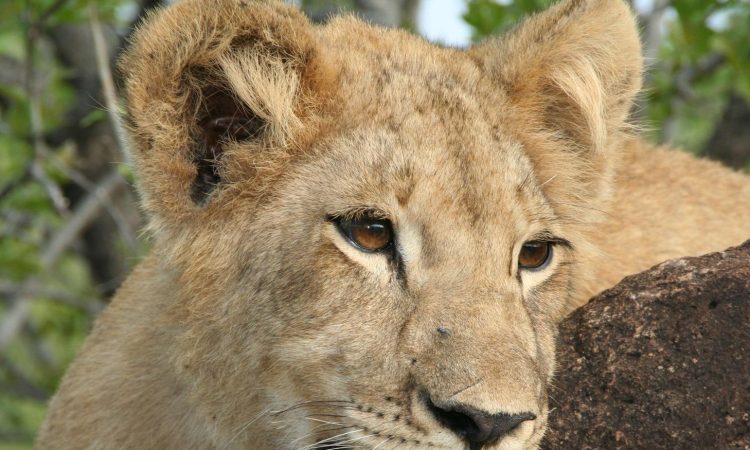 Are Lions Friendly to Humans? Understanding Lion Behavior