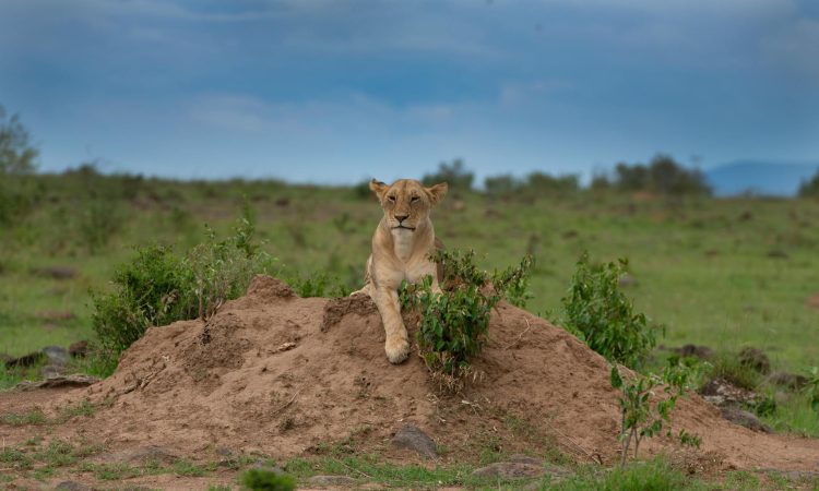 Discover the Sounds Lions Make - Roars, Grunts, and More
