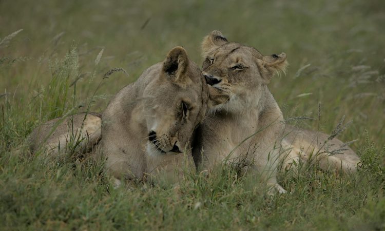 Do Lions Attack and Eat Humans? Understanding Lion Behavior