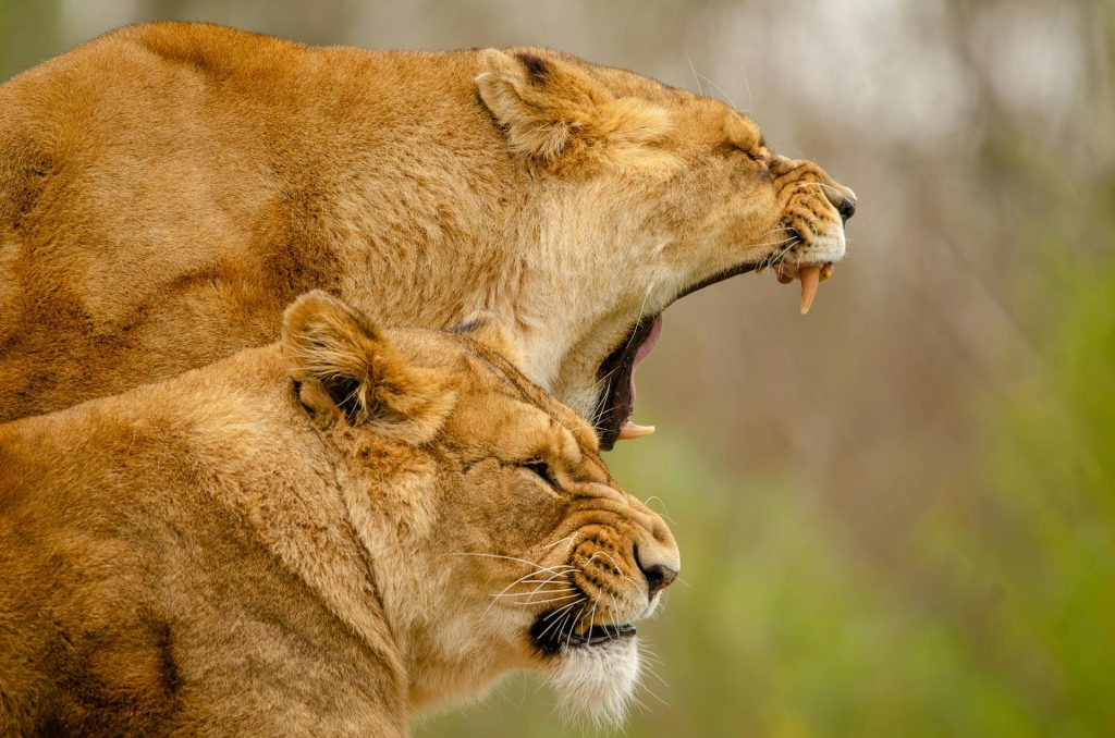 Do Lions Like Human Meat? Understanding Lion Diet and Behavior