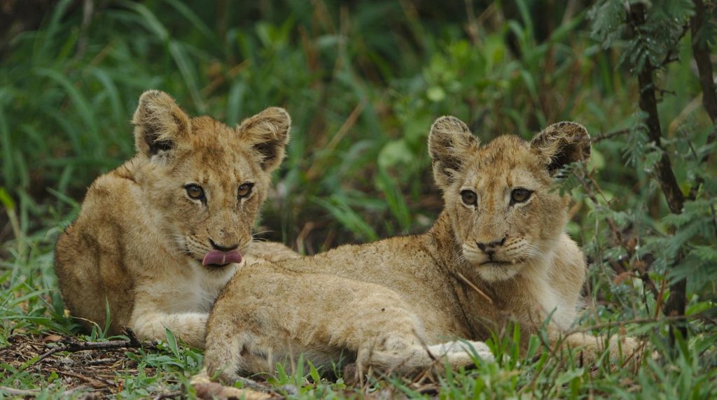 Exploring Lion Strength - Facts & Insights into Their Power