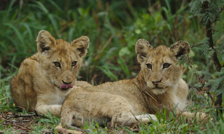 Exploring Lion Strength - Facts & Insights into Their Power