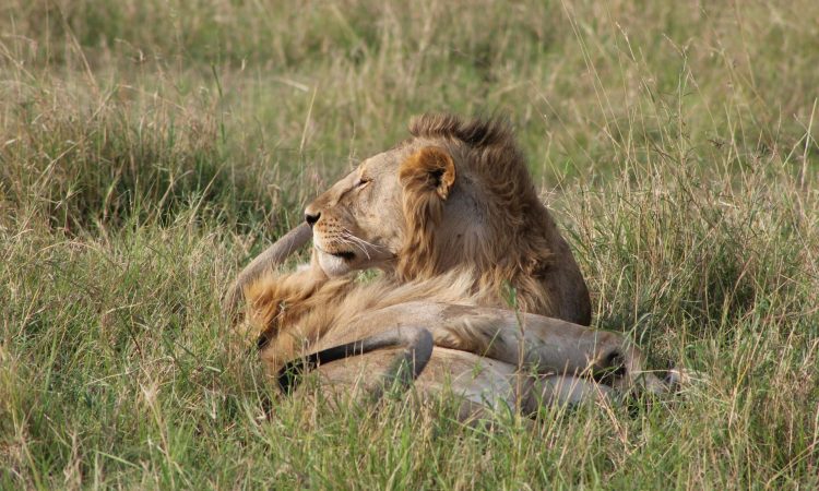Facts about Lions that you should Know - Social Structure & Behavioral Insights