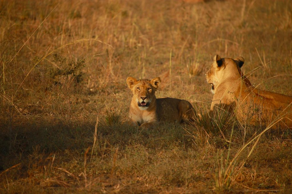 Here are some tips for viewing lions: