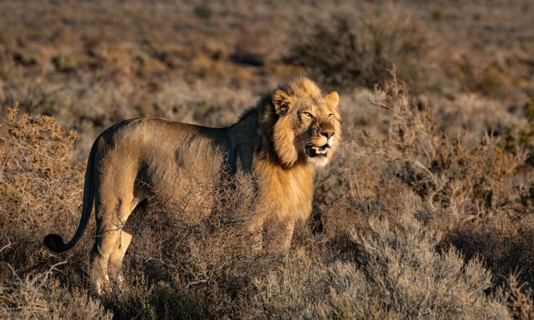 How Lions Adapt to Their Environment - Key Survival Strategies