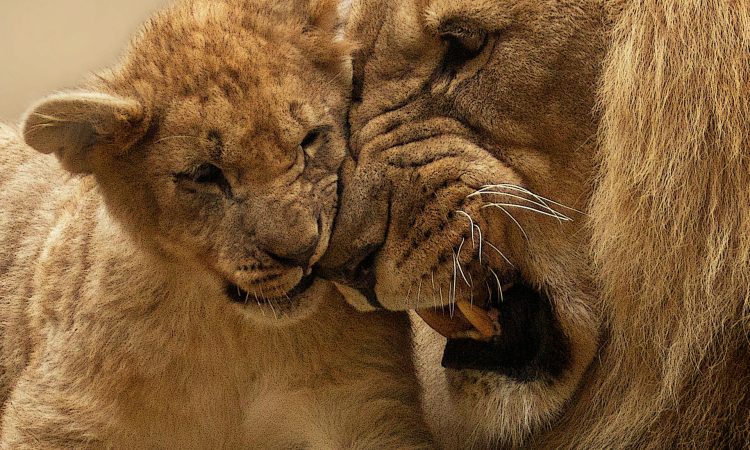 How to Protect and Save Lions - Effective Conservation Strategies