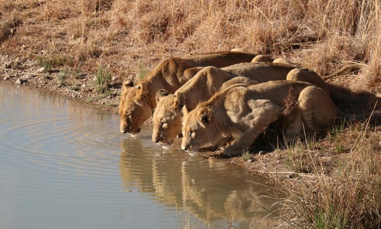 Do Lions Drink Water? Understanding Their Hydration Needs