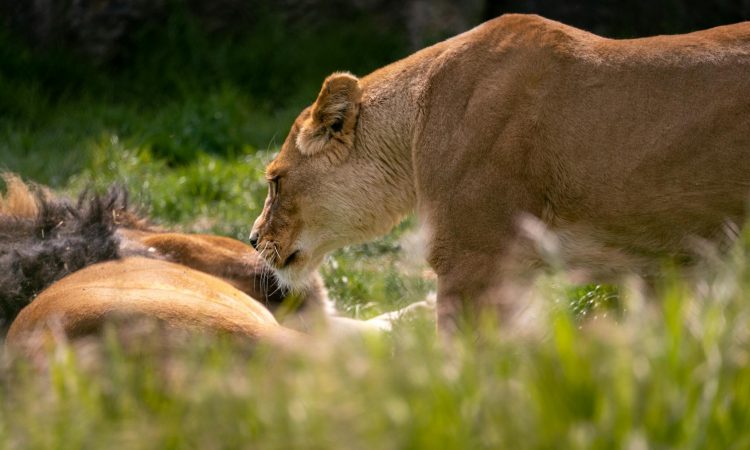Maasai Mara Lion Population - Exploring Lion Population and Safari Tips