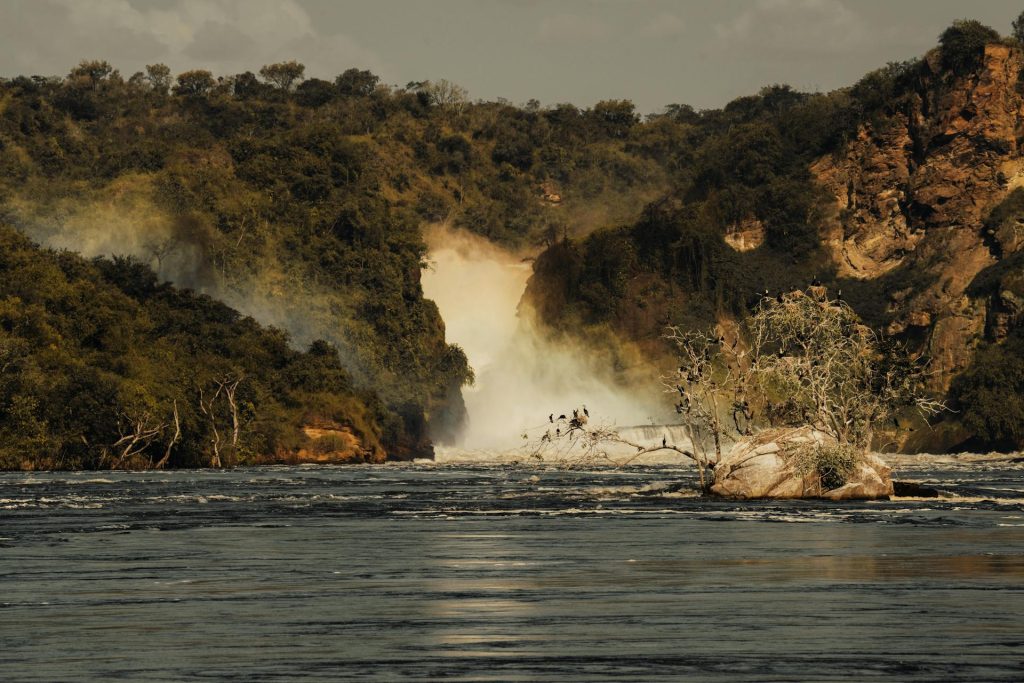 Murchison Falls National Park Lion