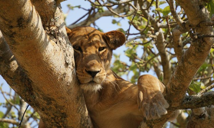 The Fascinating Tree-Climbing Lions of Lake Manyara National Park