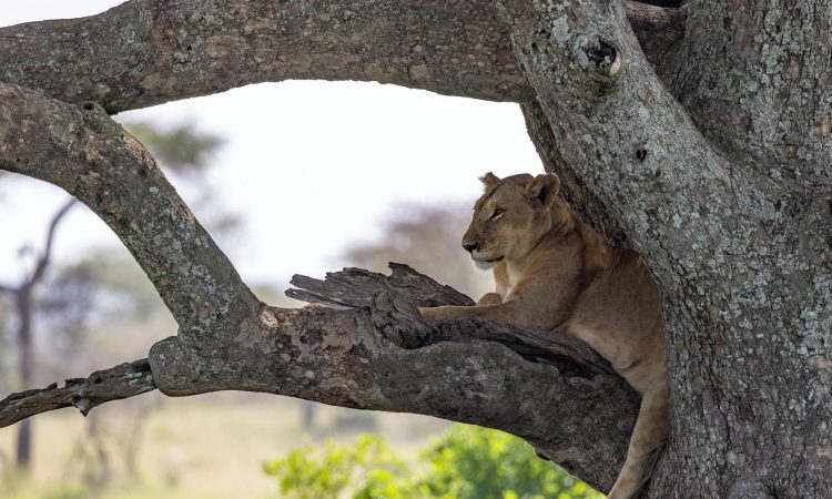 The Social Structure of Lions - Understanding Prides & Coalitions
