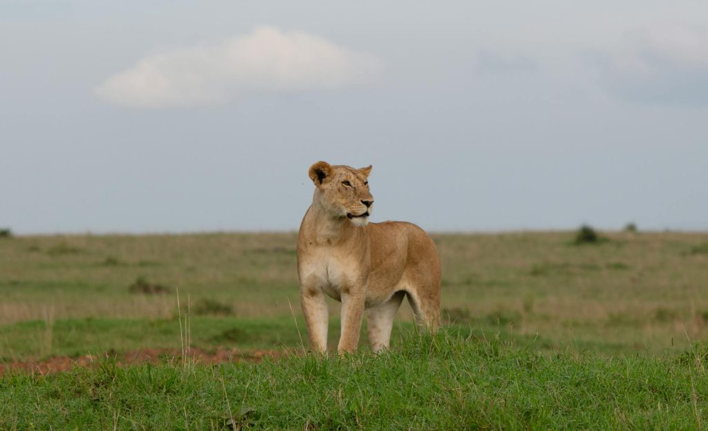 Top Parks to See Lions in Africa - Ultimate Safari Guide