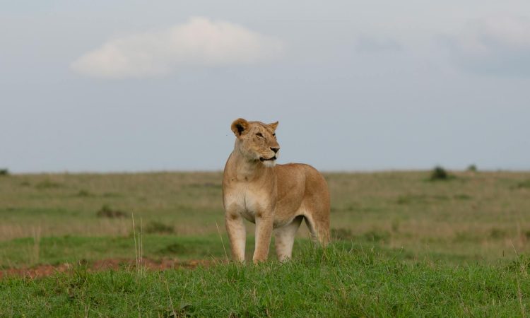 Top Parks to See Lions in Africa - Ultimate Safari Guide