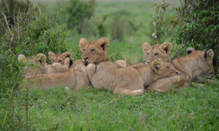 Where Do Lions Sleep