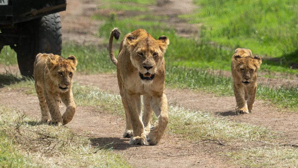 Where to See Lions in Kenya vs. Tanzania - A Comparative Guide
