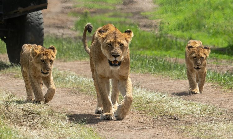 Where to See Lions in Kenya vs. Tanzania - A Comparative Guide
