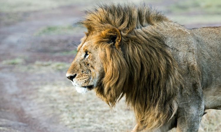 Where to See Lions in Rwanda - Top Safari Destinations & Wildlife Experiences