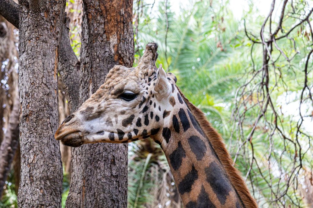 Bandingilo National Park - South Sudan's Wildlife Safari & Migration Marvel