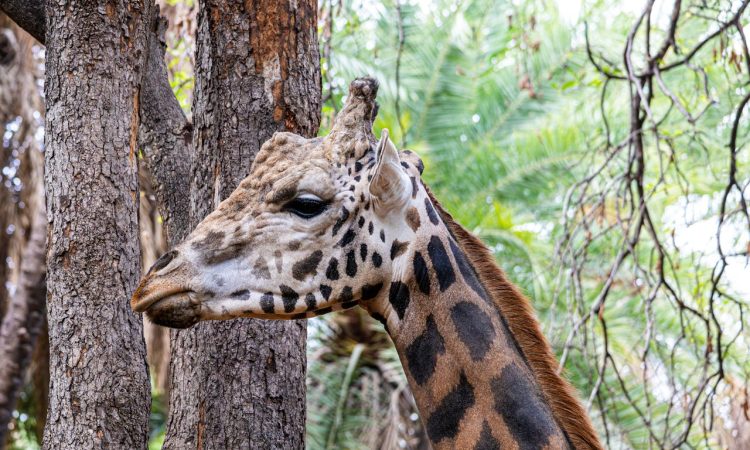Bandingilo National Park - South Sudan's Wildlife Safari & Migration Marvel