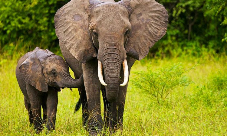 Best Time to Visit South Sudan - Seasonal Guide & Travel Tips