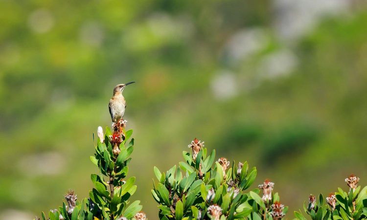 Birding in South Sudan - Explore Avian Species & Top Bird-Watching Destinations