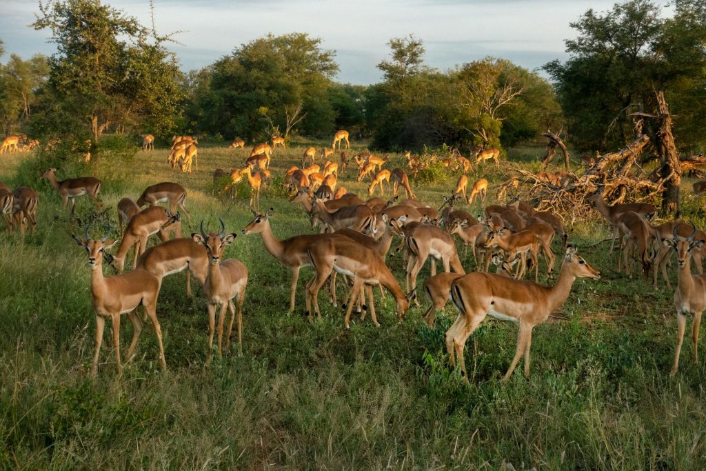 South Sudan's Wildlife Migration - Exploring the Great Antelope Movement