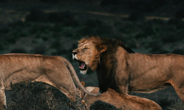 Southern National Park - South Sudan's Wildlife Safari