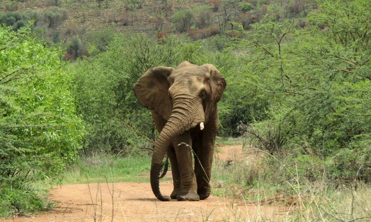 Top Travel Destinations in South Sudan - Explore Nubian Pyramids, Shambe Nature Reserve & More