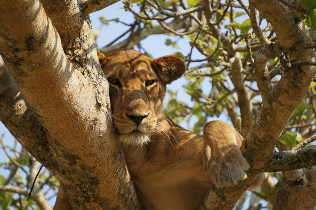 So, why do lions climb trees